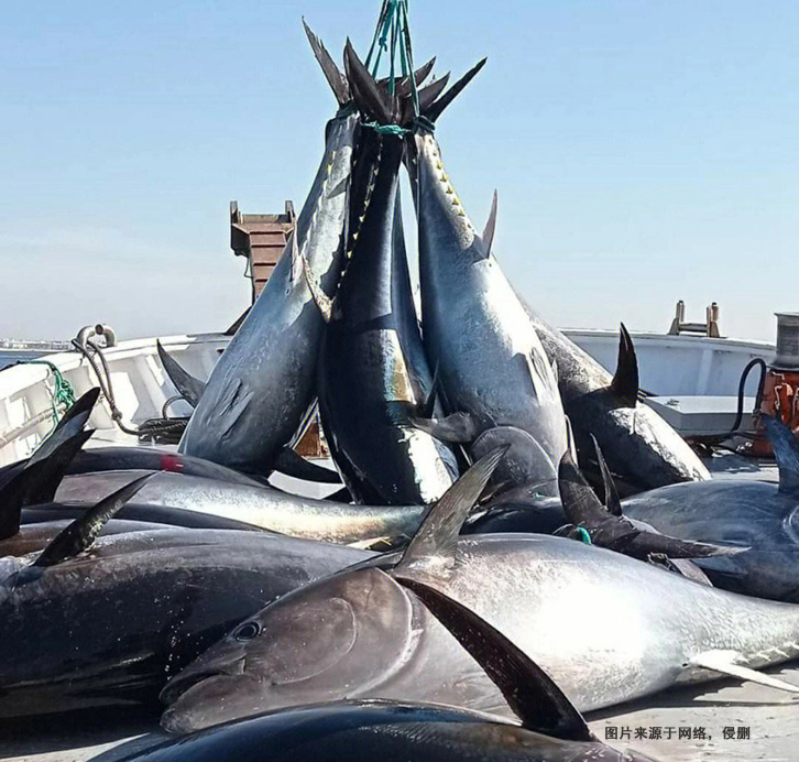 日本藍(lán)鰭金槍魚進(jìn)口報(bào)關(guān)流程到深圳水產(chǎn)品案例