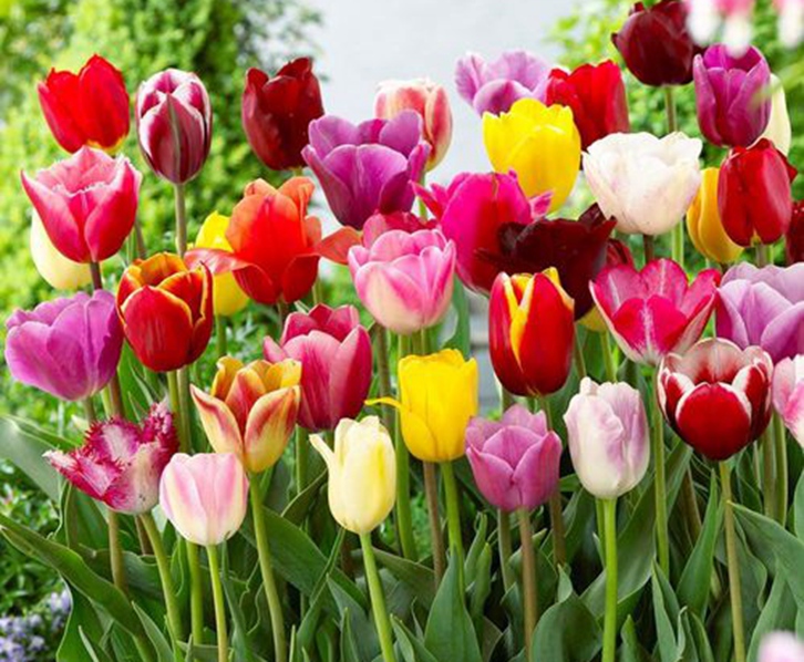 荷蘭郁金香進(jìn)口報關(guān)流程