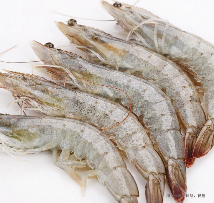 大連進口厄瓜多爾白蝦報關(guān)流程