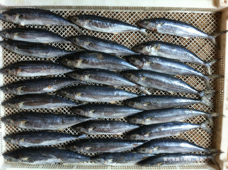 緬甸冷凍馬鮫魚(yú)進(jìn)口報(bào)關(guān)