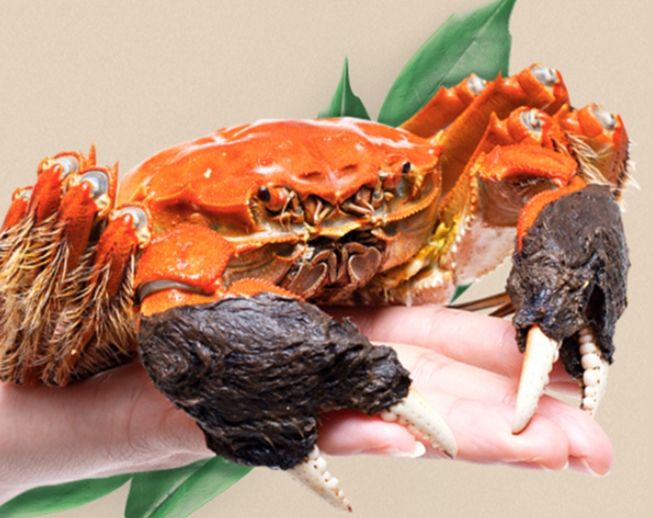 進口鮮活螃蟹報關