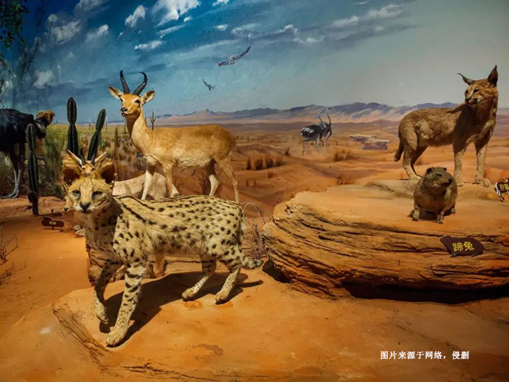 瀕危野生動物標本進口報關流程