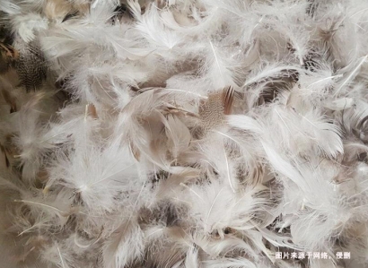 上海進口臺灣鴨毛報關(guān)流程_水洗鴨毛羽絨檢疫要求