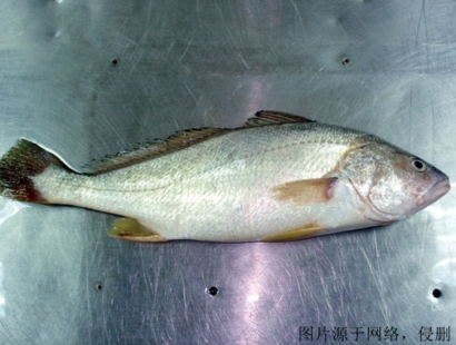 上海進(jìn)口印度叫姑魚清關(guān)流程_冷凍魚報關(guān)門到門