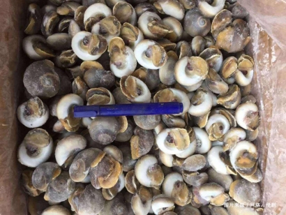 深圳冷凍海螺肉進口報關(guān)資料-5分鐘看懂水產(chǎn)品通關(guān)