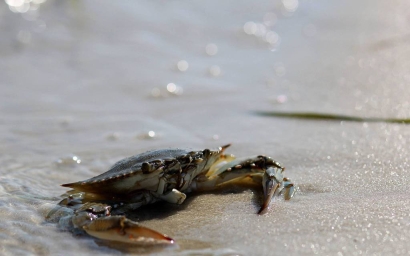 天津青蟹進口清關代理