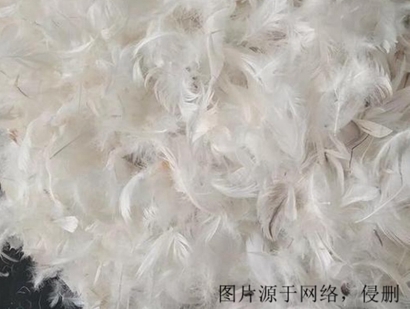 法國羽毛進口報關流程_上海進口孔雀羽毛清關資料