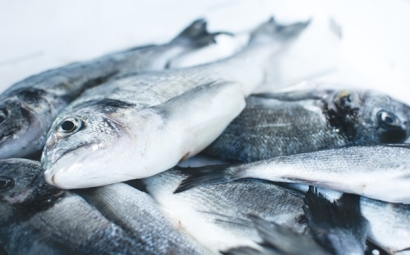 冷凍魚進口報關注意事項有這些，參考一下