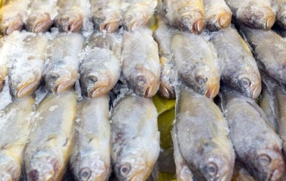 青島冷凍魚進口清關實用知識，建議看看