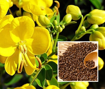 印度藥材決明子進口報關流程和報關資料