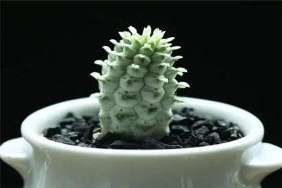 機場進(jìn)口植物報關(guān)代理的流程以及關(guān)稅