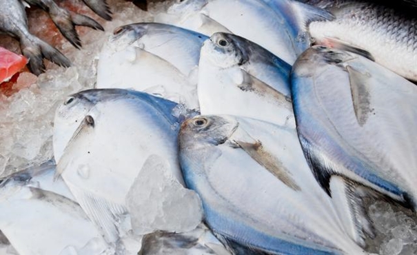 【進口凍鯧魚清關代理】的流程,一般貿易進口凍鯧魚 進口凍鯧魚清關代理