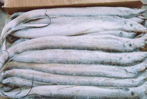 1572070409775753.jpg 冷凍水產品進口清關