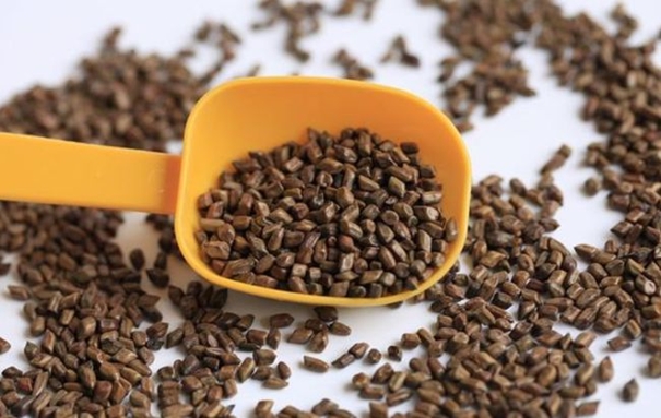 1631010244323005.jpg 印度決明子進口清關(guān)