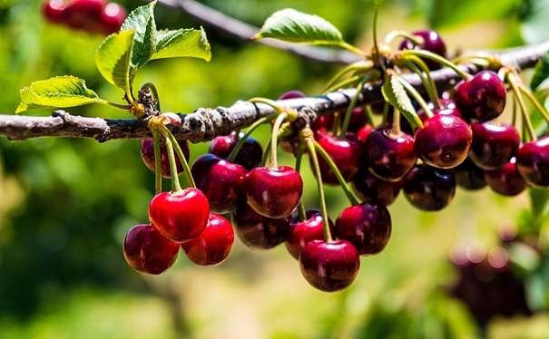 進(jìn)口櫻桃報(bào)關(guān)申報(bào)流程是怎樣的? 進(jìn)口櫻桃報(bào)關(guān)