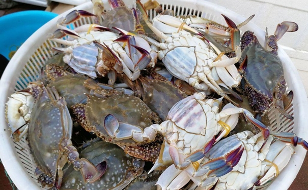 冷凍蟹進口報關一般貿(mào)易流程 冷凍蟹進口報關